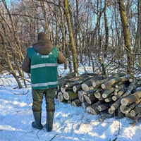 На Прилуччині незаконно вирубали дерева на понад 6,5 мільйона гривень