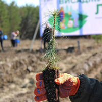 У 2026 році на Чернігівщині висадять понад 6 мільйонів молодих дерев